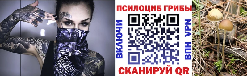 hydra вход Энем Псилоцибиновые грибы мицелий закладки